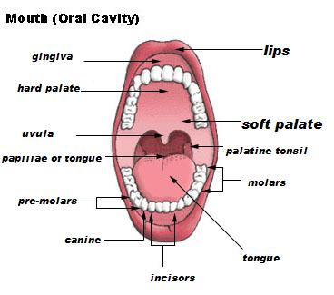 Digestive System Structures